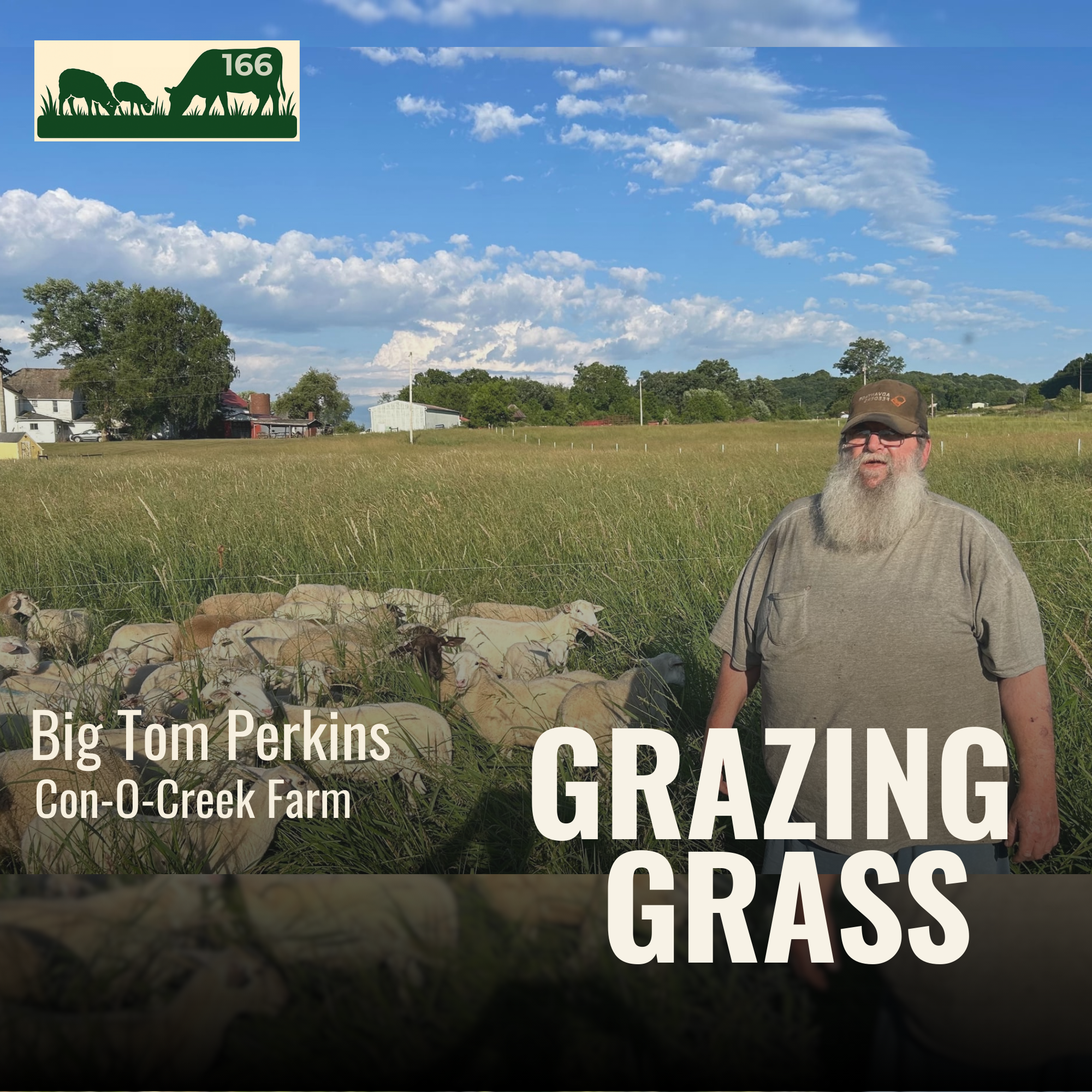 166. Grazing Sheep with Big Tom Perkins