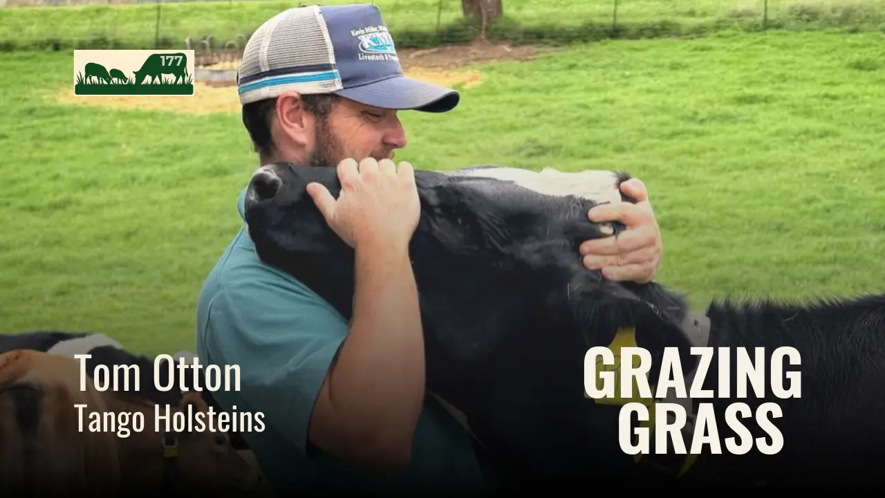 177 | Tom Otton, Tango Holsteins