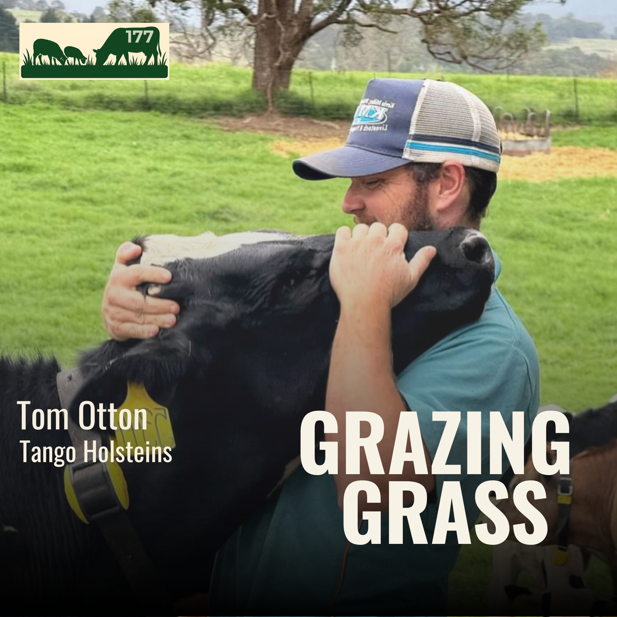 177. How Tango Holsteins Embraces Regenerative Dairy Without the Buzzwords with Tom Otton