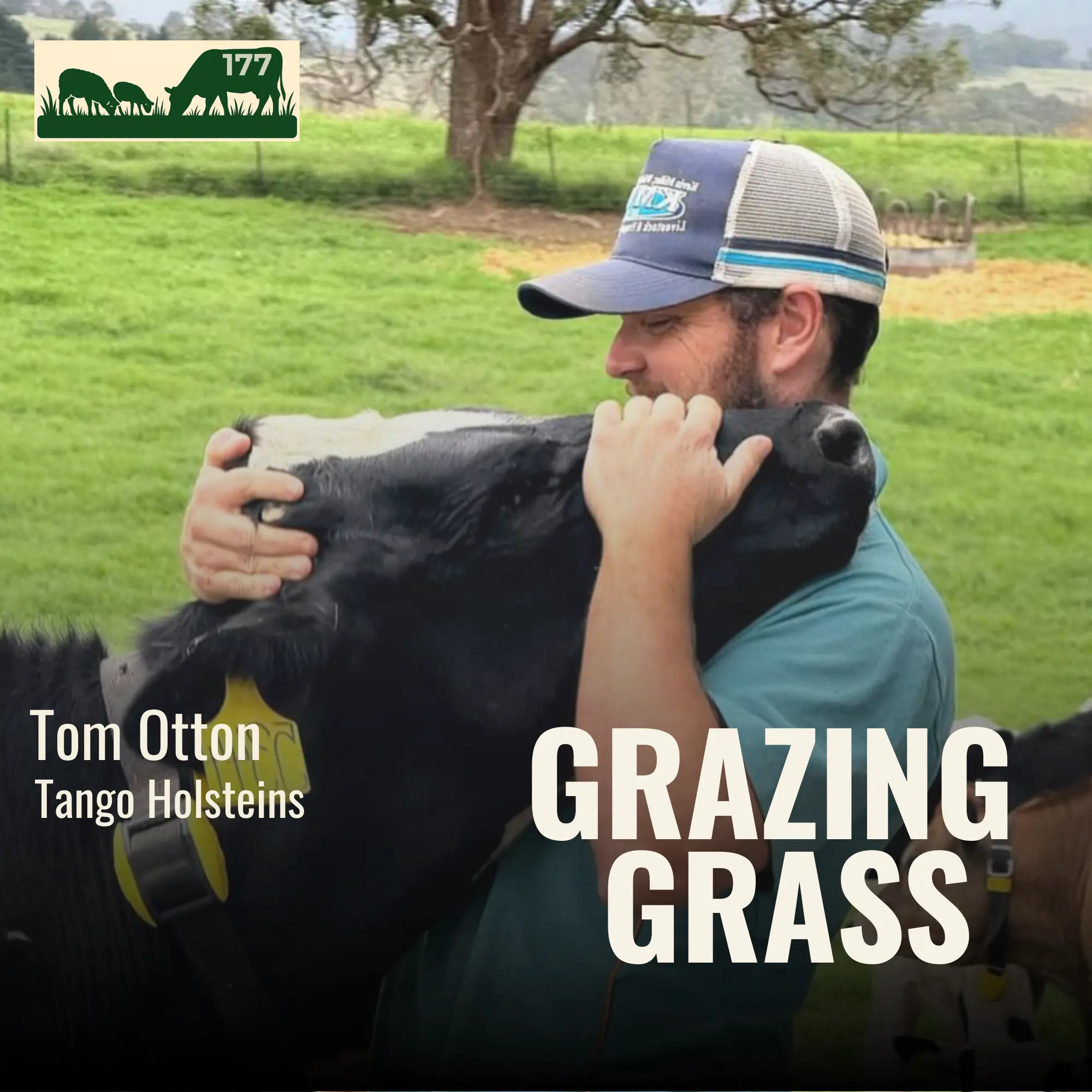 177 | Tom Otton, Tango Holsteins